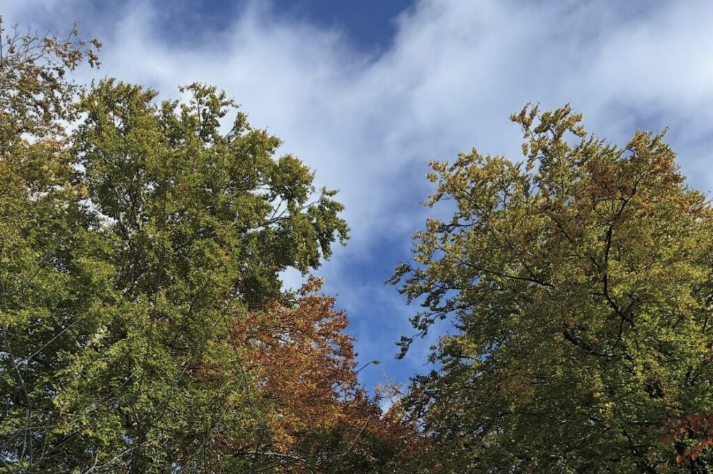 The image is looking up to trees and a blue autumnal sky, green leaves are turning brown for autumn